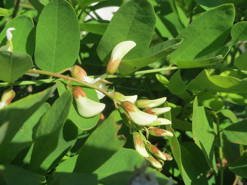 Robínia pseudoacacia | em formação de flores