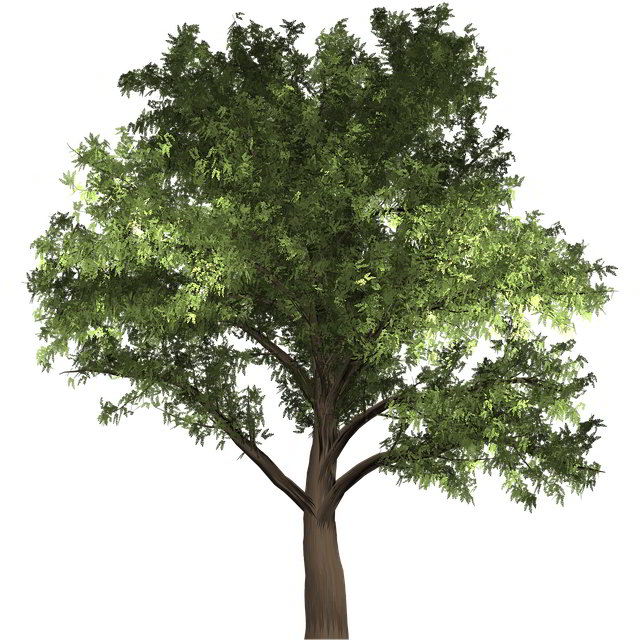 Robinia pseudoacacia