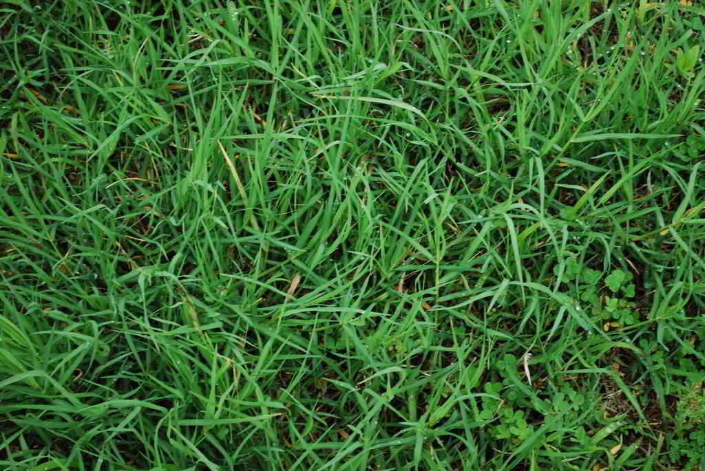 Gramão