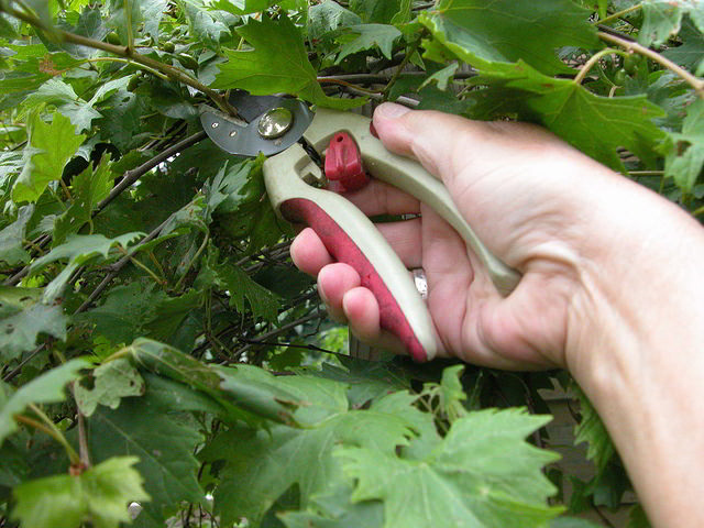 podar roseira